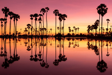 Silhouette sugar palm and the reflection in the pond. In the morning. pink and orange tone.