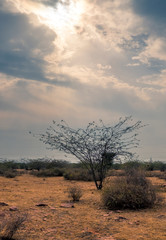 tree, su, rocks india, clouds,