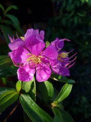 pink flower