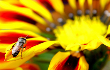 In Search for Honey