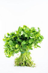 A green fresh motherwort grass seedling on a white background