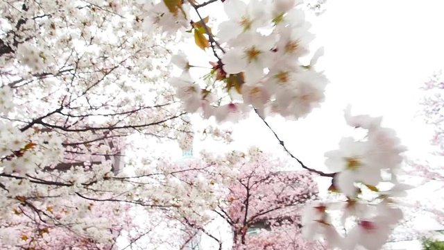 Sakura flower or cherry blossom full bloom in spring season.