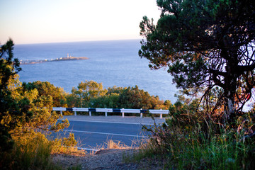 Coniferous trees at sunset on the background of the road along the sea. black and white parapet along the road. 