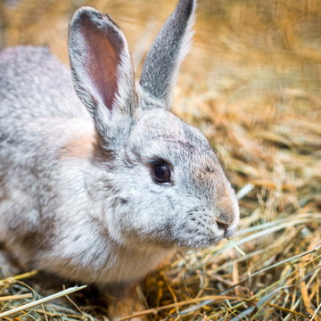 Grey Rabbit in front of dry hay background