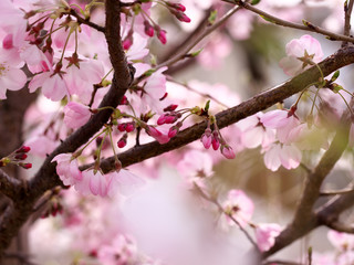 Fototapeta na wymiar 春・満開の桜木とつぼみのクローズアップ