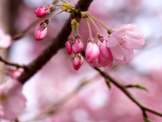 春・満開の桜木とつぼみのクローズアップ