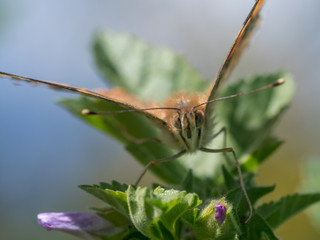 Isolated macro of a monarch butterfly in the wild- Israel