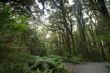 Amazing views of trees in the forests of New Zealand