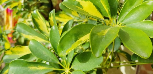 Green and yellow leaves ,tree leaves