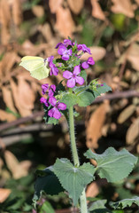 Papillon pos&eacute; sur une fleur mauve