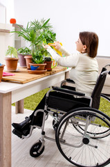 Woman in wheelchair cultivating houseplants