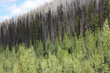 degrad&eacute; de foret