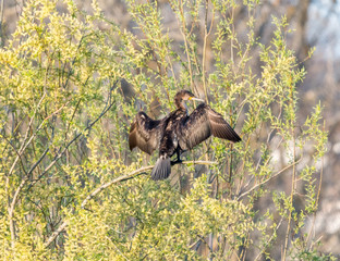 Cormoran se faisant sécher