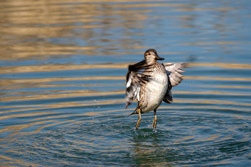 水面で羽ばたくカモ