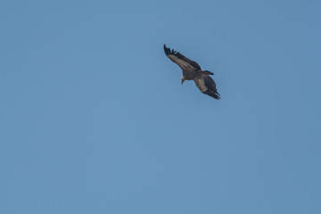 Vol de vautour