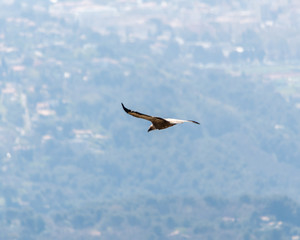 Vol de vautour