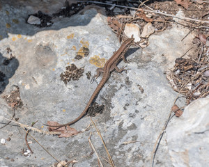 lézard