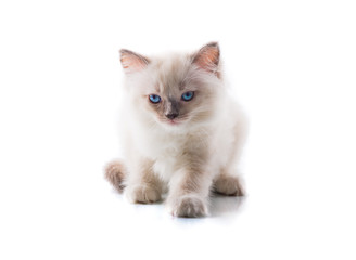 Fototapeta na wymiar Adorable cat on isolated white background