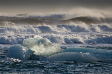 Un chien qui joue dans les vagues