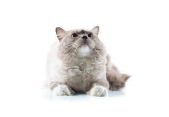 Adorable cat on isolated white background