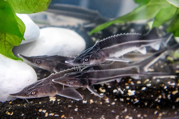 Small sturgeons in the pool.