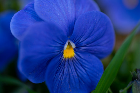 close up of a purple wild pansy against blurry background