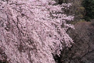 春・満開のしだれ桜