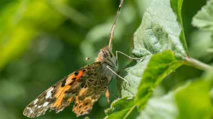 Isolated macro of a monarch butterfly in the wild- Israel