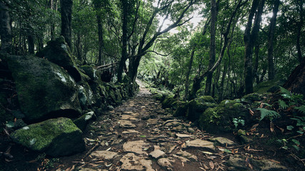 Urwald auf den Azoren.