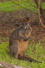 Naklejka na ściany i meble Wallaby, Australia