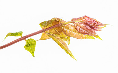 Fresh toon leaves closeup