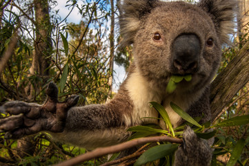 Koala, Australia
