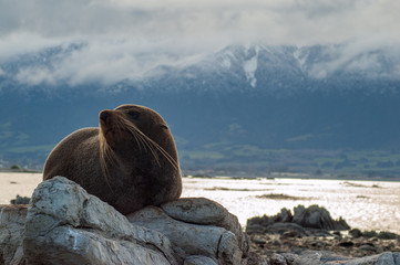 seal on rock, Kaikoura, New Zealand