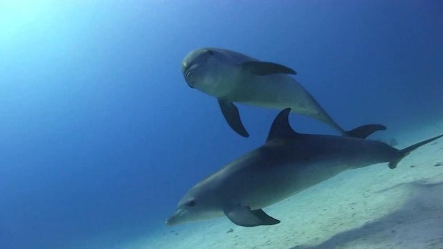 Delfinbabys spielen und schwimmen im Roten Meer