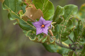 Wildflower, Cerrado, Brazil