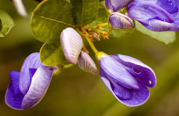 Wildflower, Cerrado, Brazil
