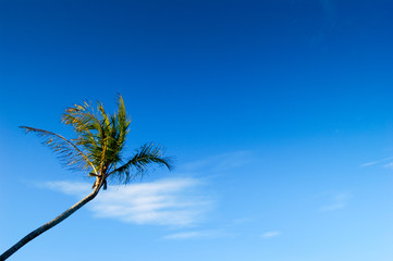 Coconut tree and the sky, Bahia, Brazil