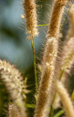 grass in the wind, Northern Territory, Australia