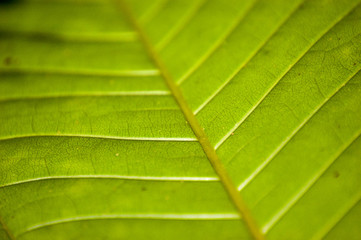 Leaf, Cerrado, Brazil