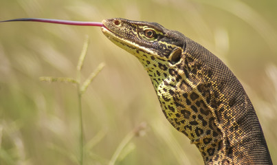 Goanna, Darwin, New South Wales, Australia