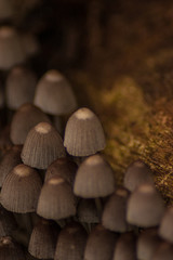 Mushrooms, Australia