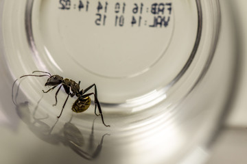 Ant in a glass