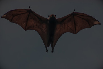 Flying Fox, Northern Territory, Australia