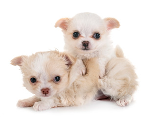 puppies chihuahua in studio