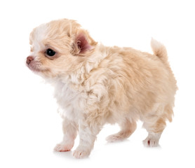 puppy chihuahua in studio