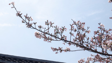 桜 2019 04