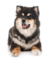 Finnish Lapphund in studio