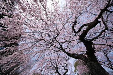 春・満開のしだれ桜と枝ぶり