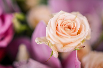 Beautiful pink roses in soft spring flower bouquet