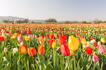 Feld mit vielen bunten Tulpen im Frühling